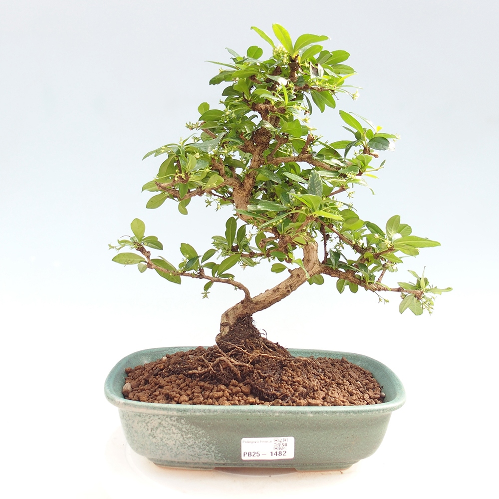 Room bonsai - Carmona macrophylla - Tea fuki