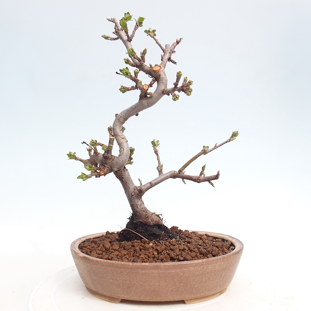Outdoor bonsai - Malus sargentii - Small-fruited apple tree