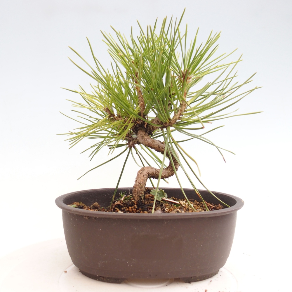 Outdoor bonsai - Pinus thunbergii - Thunbergia pine
