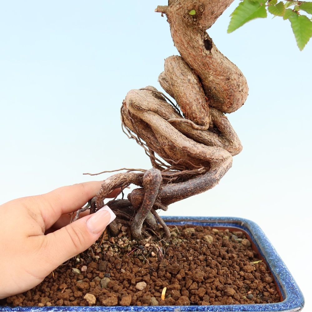 Outdoor bonsai -Carpinus coreana - Korean Hornbeam