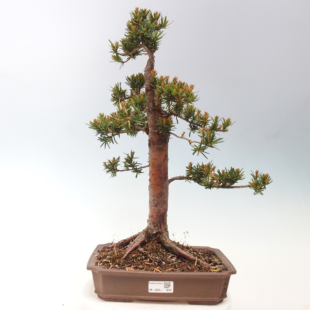 Outdoor bonsai - Taxus cuspidata - Japanese yew