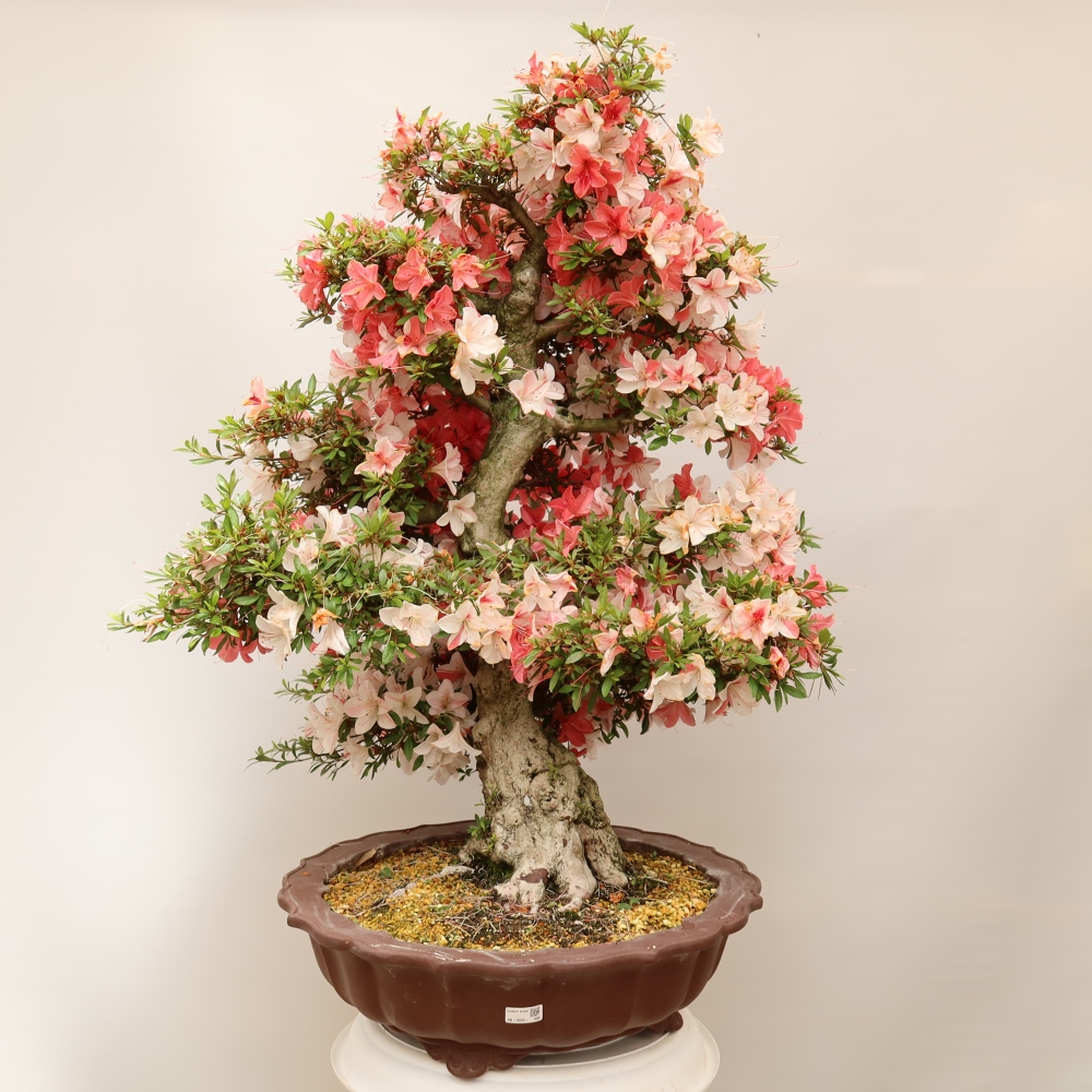 Outdoor bonsai - Japanese azalea - Azalea Kinu-no-Hikari
