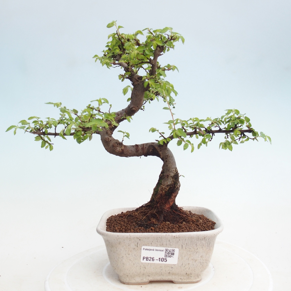 Room bonsai - Ulmus parvifolia - Small-leaved elm
