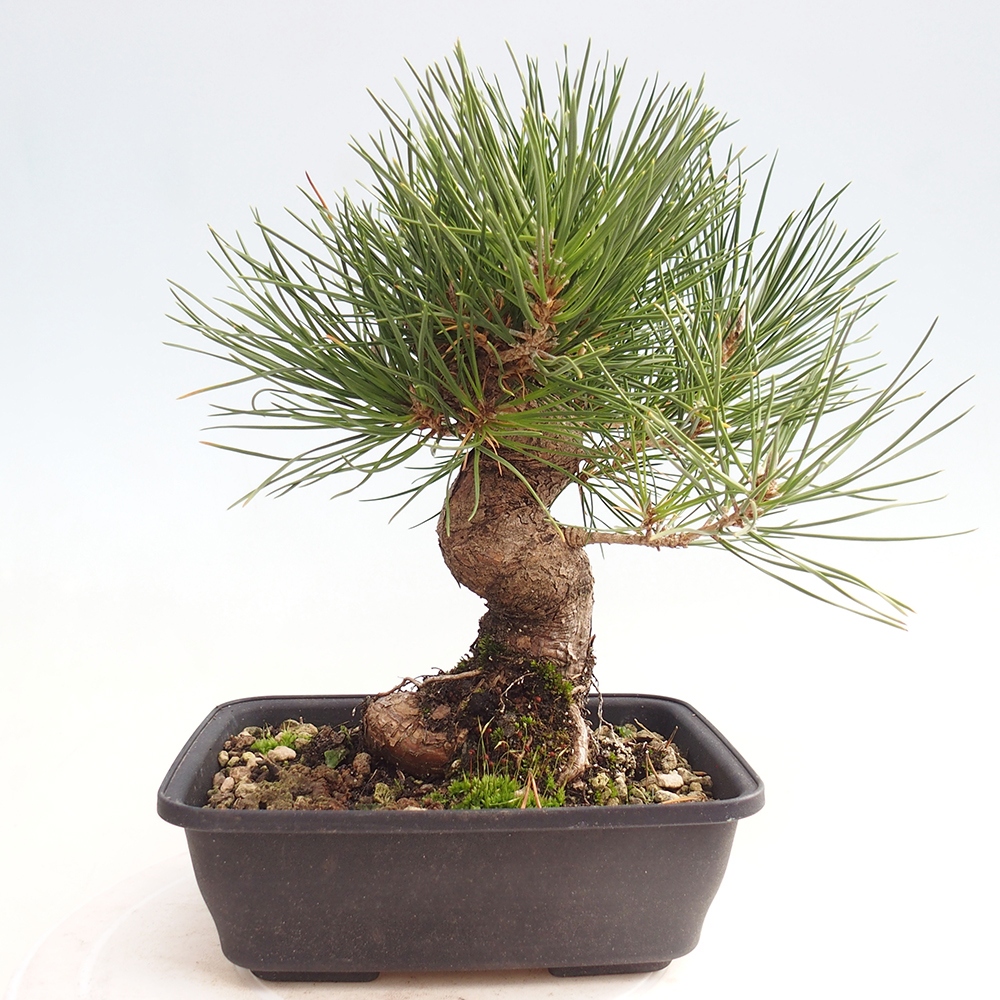 Outdoor bonsai - Pinus thunbergii - Thunberg pine