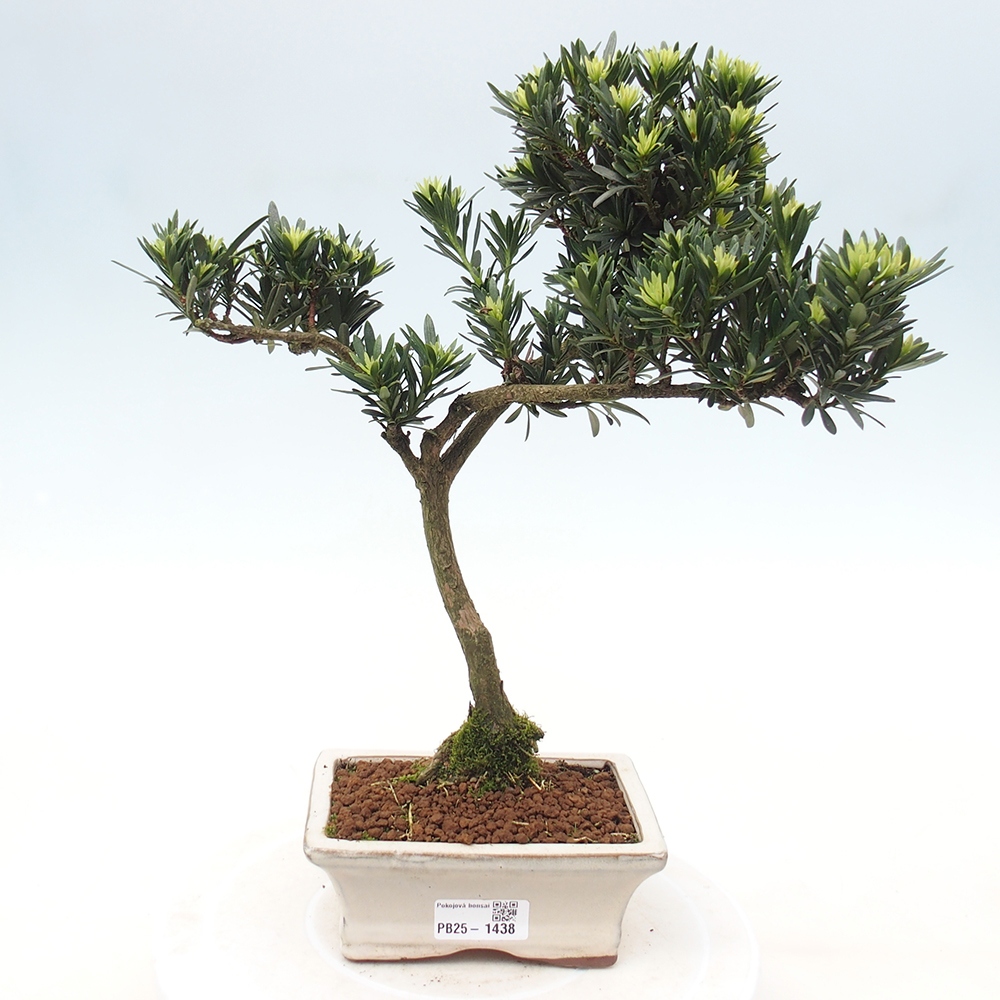 Indoor bonsai - Podocarpus - Stone thous