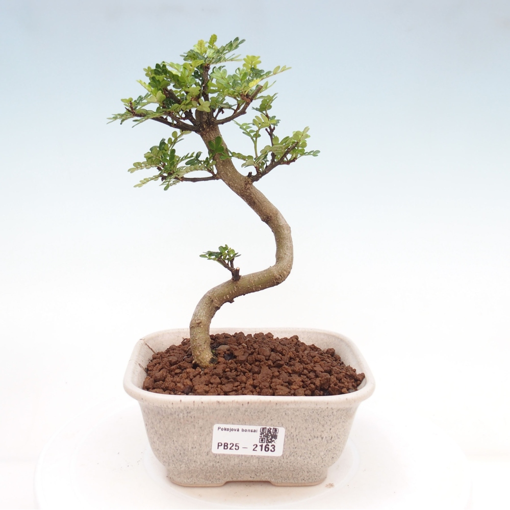 Indoor bonsai -Ligustrum chinensis - Bird's beak