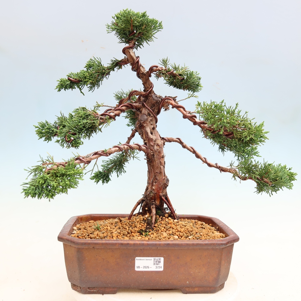 Outdoor bonsai - Juniperus chinensis Kishu
