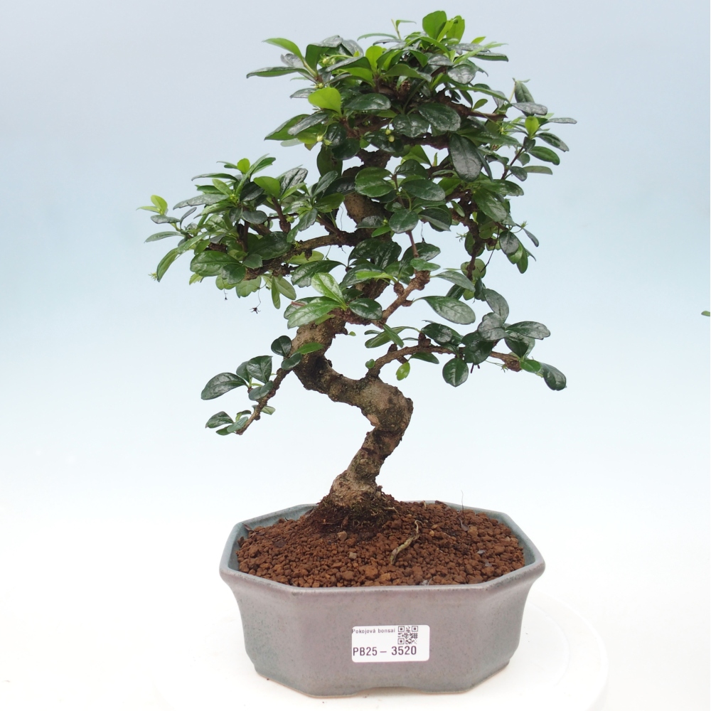 Room bonsai - Carmona macrophylla - Tea fuki