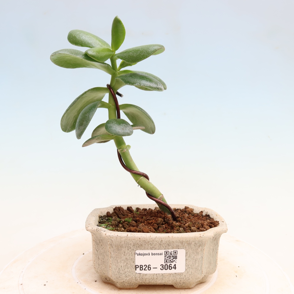 Indoor Bonsai - Jade Plant - Crassula ovata