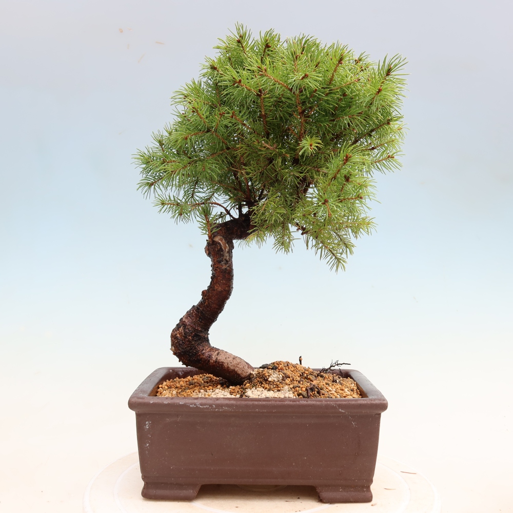 Outdoor Bonsai - Blue Spruce - Picea glauca 'Globe'