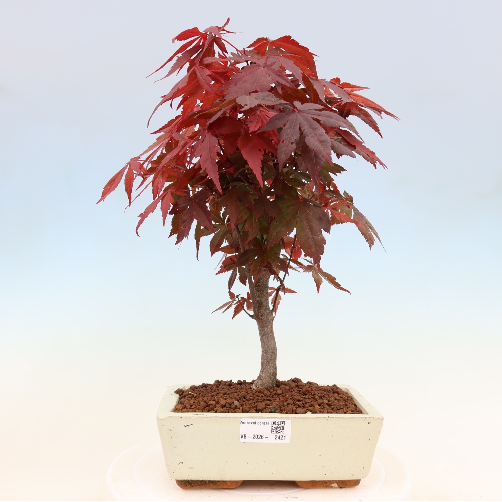 Outdoor bonsai - Acer palm. Atropurpureum-Javor palmate