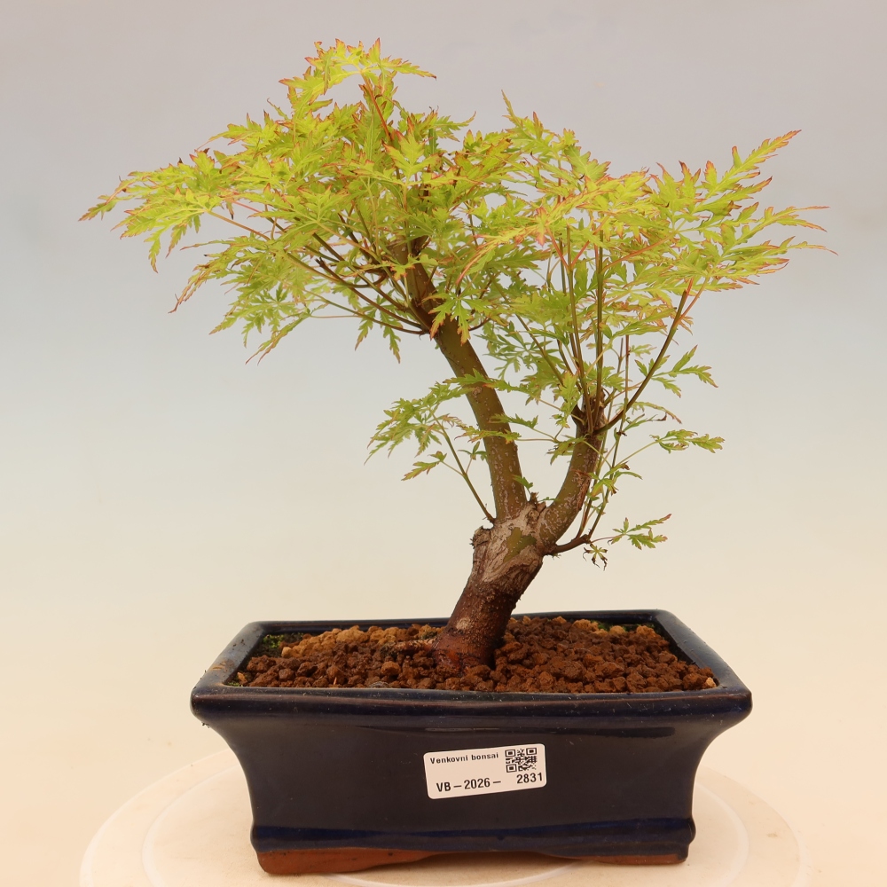 Outdoor Bonsai - Acer palmatum Dissectum - Japanese Maple 