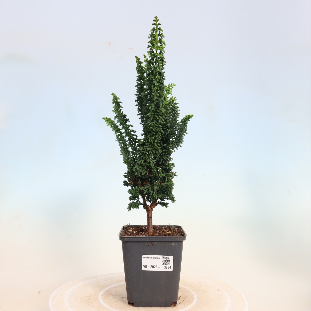 Outdoor bonsai - Cham. obtusa SEKKA HINOKI - Cypress