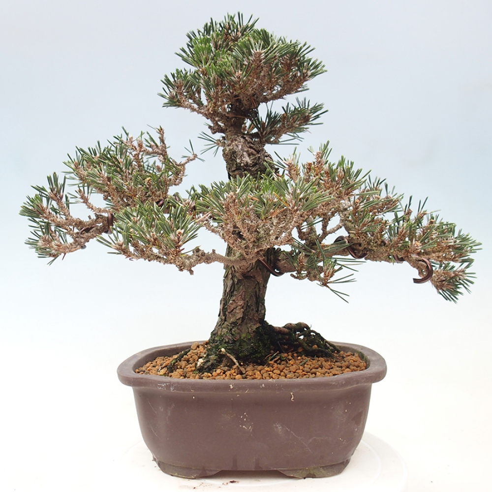 Outdoor bonsai - Pinus thunbergii Kotobuki - Thunberg pine