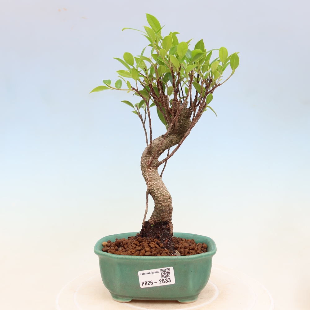 Room bonsai - Ficus kimmen - small-leaved ficus