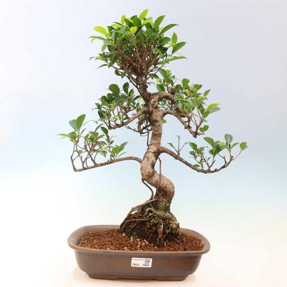 Room bonsai - Ficus kimmen - small-leaved ficus