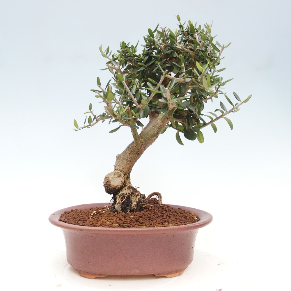 Indoor bonsai - Olea europaea sylvestris - European small-leaved olive oil
