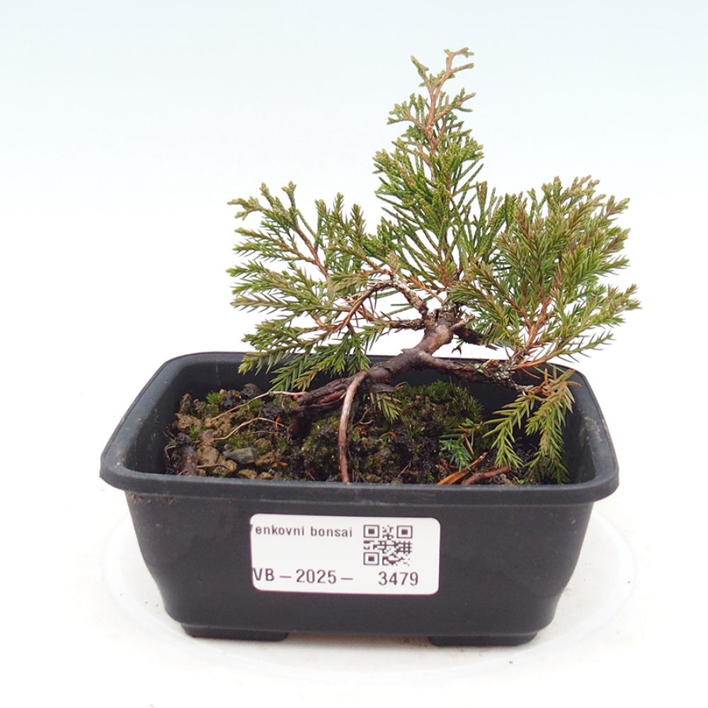 Outdoor bonsai - Juniperus chinensis Itoigawa - Chinese juniper