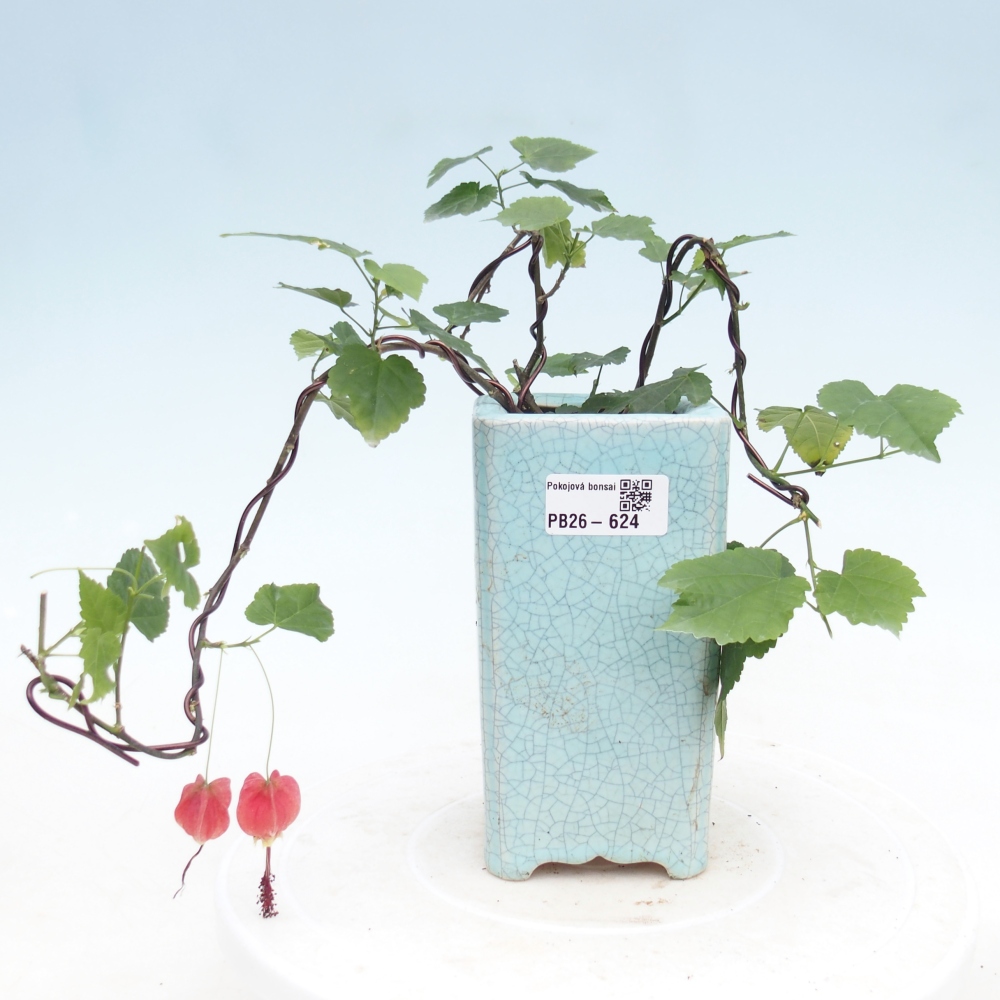 Indoor bonsai - Abutilon Big Bell - Cloudberry