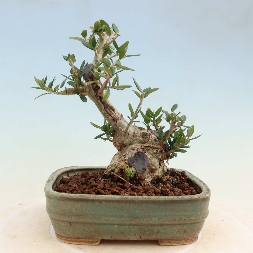 Indoor bonsai - Olea europaea sylvestris