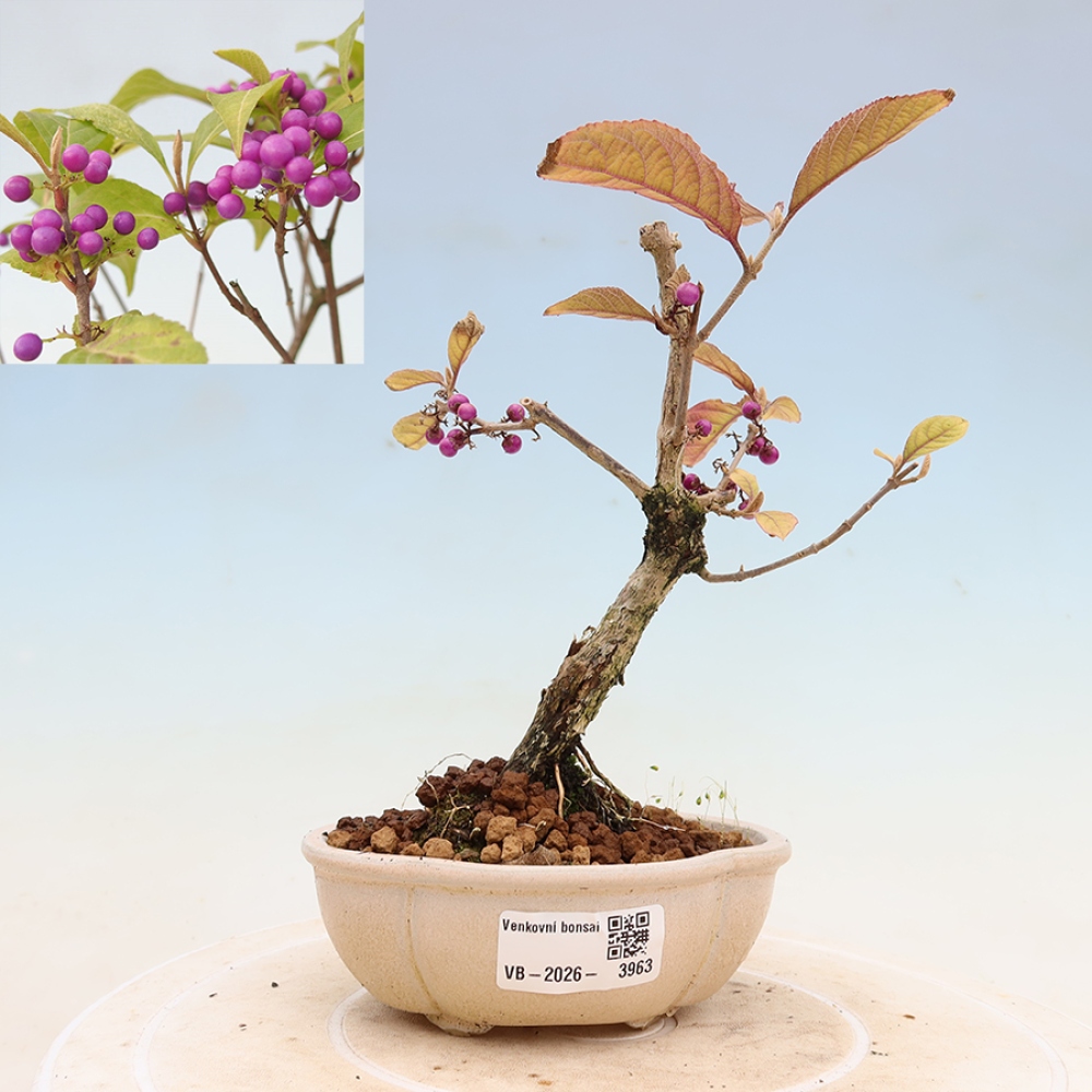 Outdoor Bonsai - Beautyberry - Callicarpa bodinierova 'Profusion'