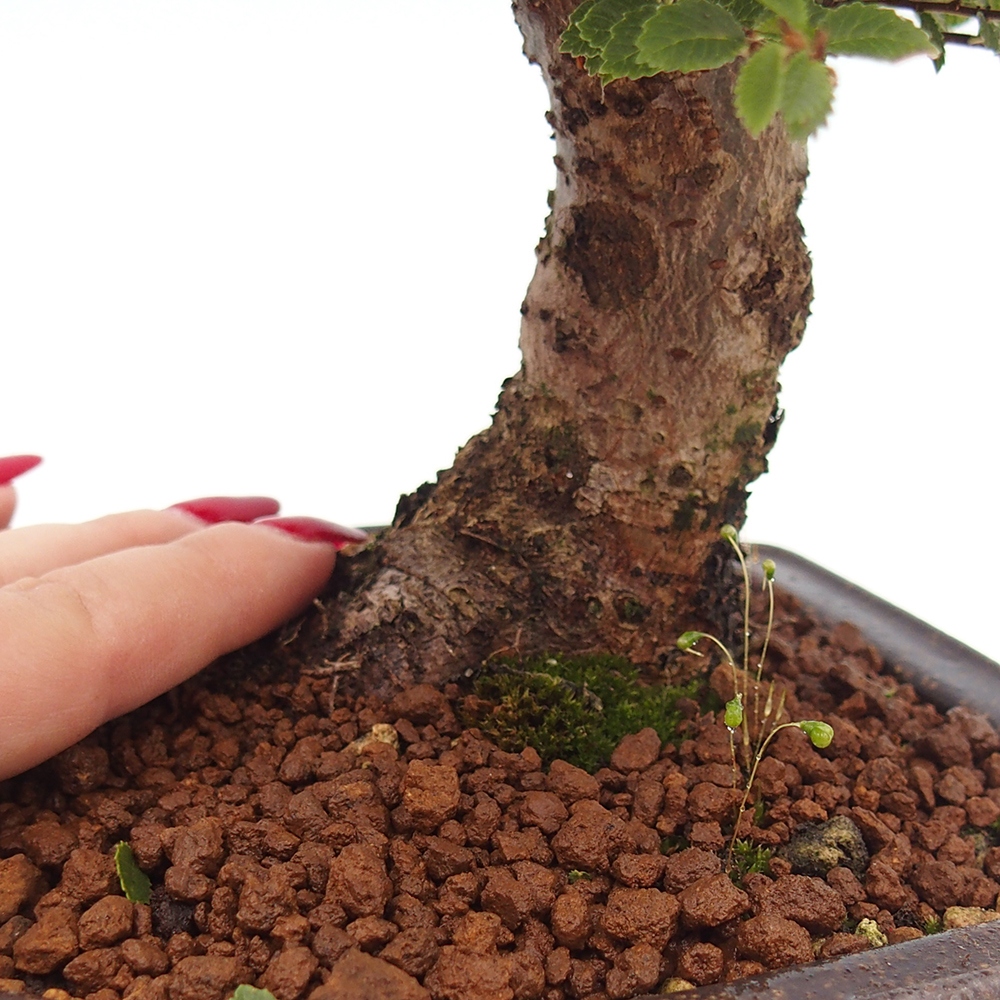 Outdoor bonsai - Ulmus parvifolia Hokkaido - Chinese elm