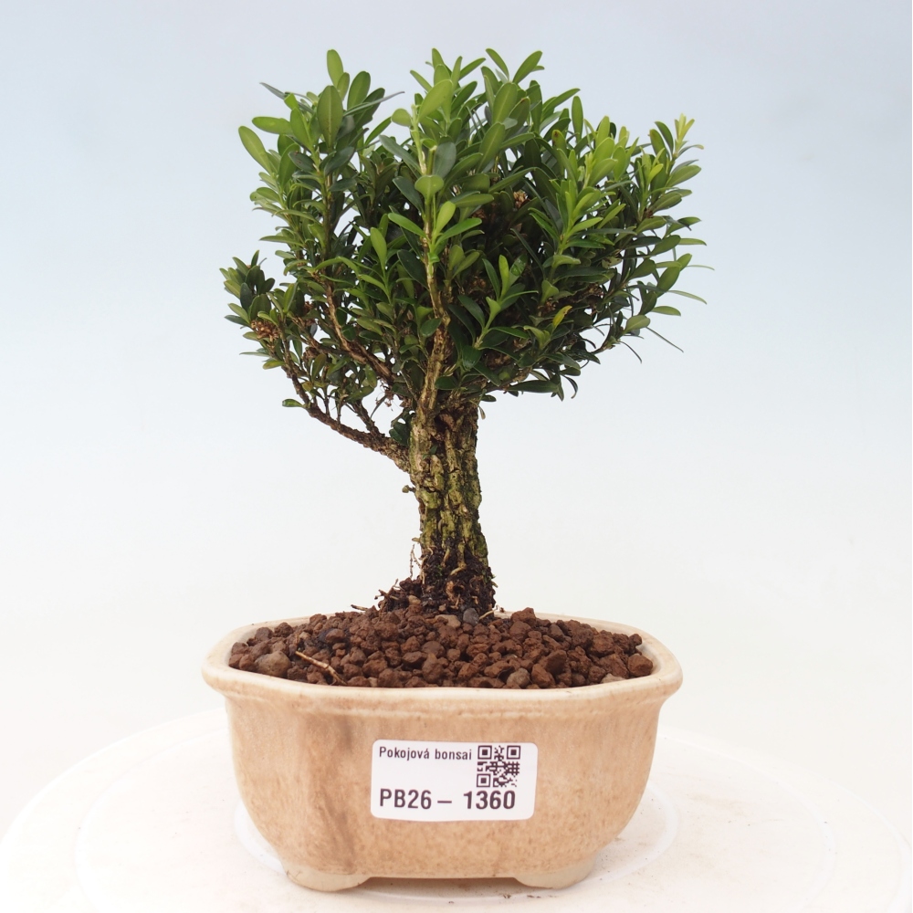 Room bonsai - Buxus harlandii - cork buxus