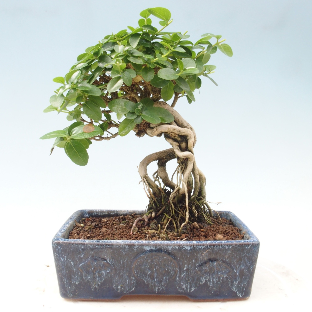 Indoor bonsai - Premna serratifolia - Kozlovon small-leaved