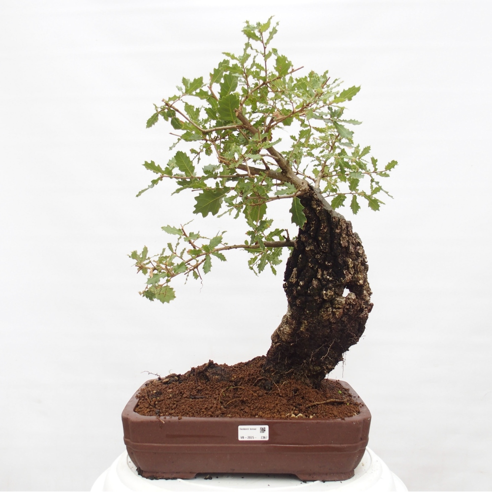 Yamadori - Quercus Ilex - Oak holly