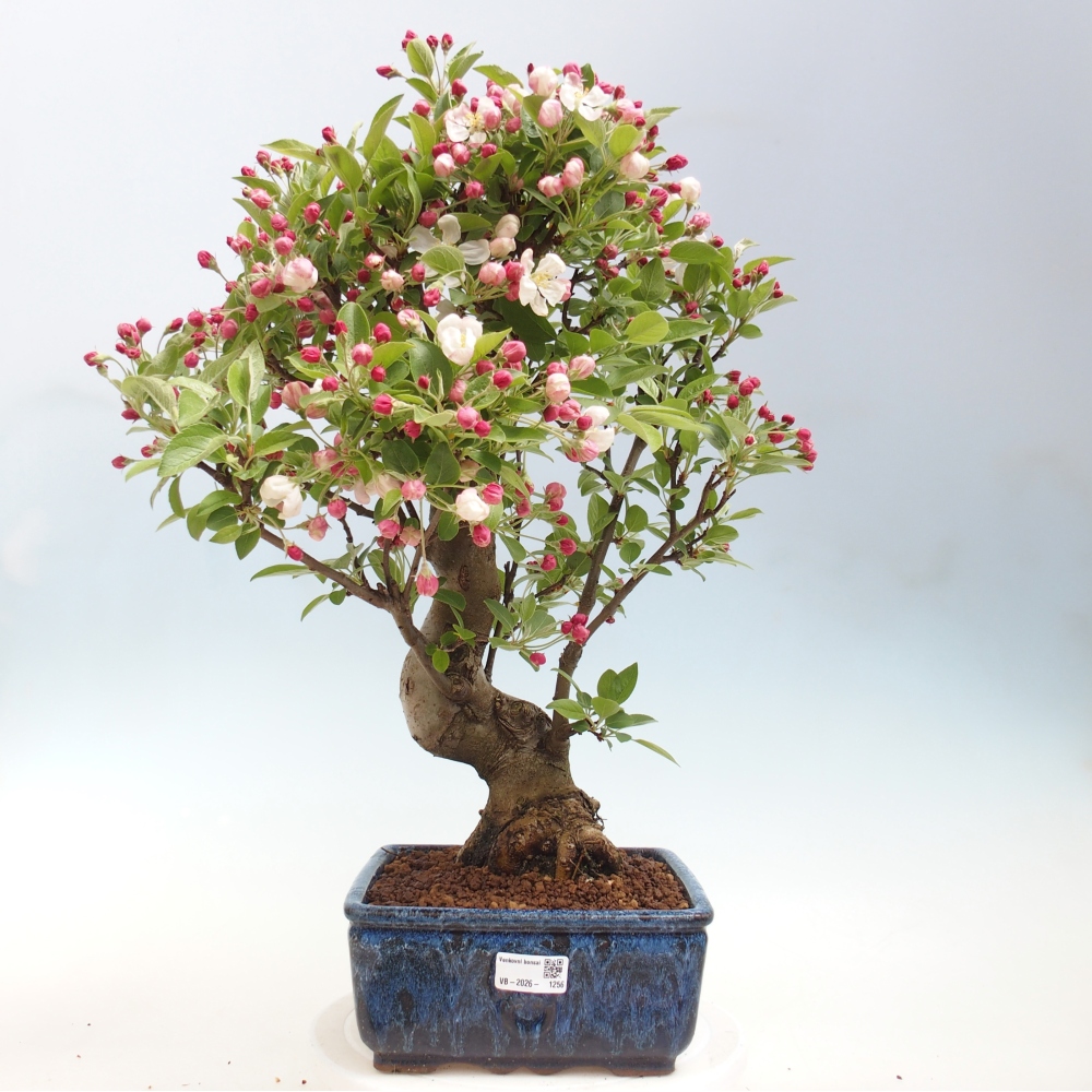 Outdoor bonsai -Malus halliana - Small-fruited apple tree