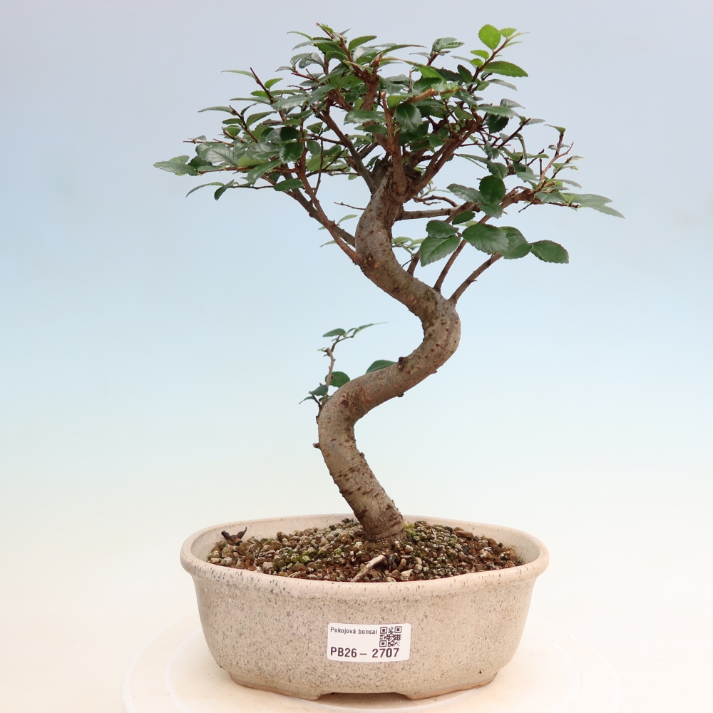 Room bonsai - Ulmus parvifolia - Small-leaved elm