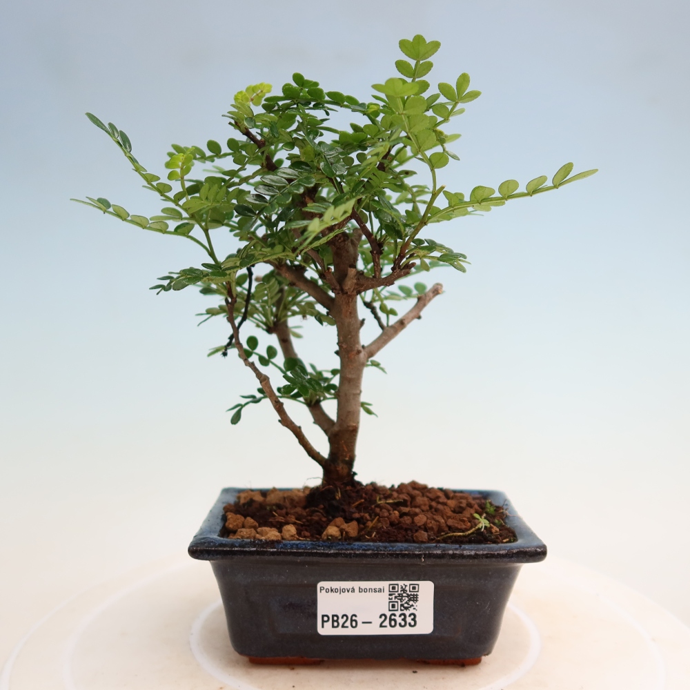 Room bonsai - Zantoxylum piperitum - pepper tree
