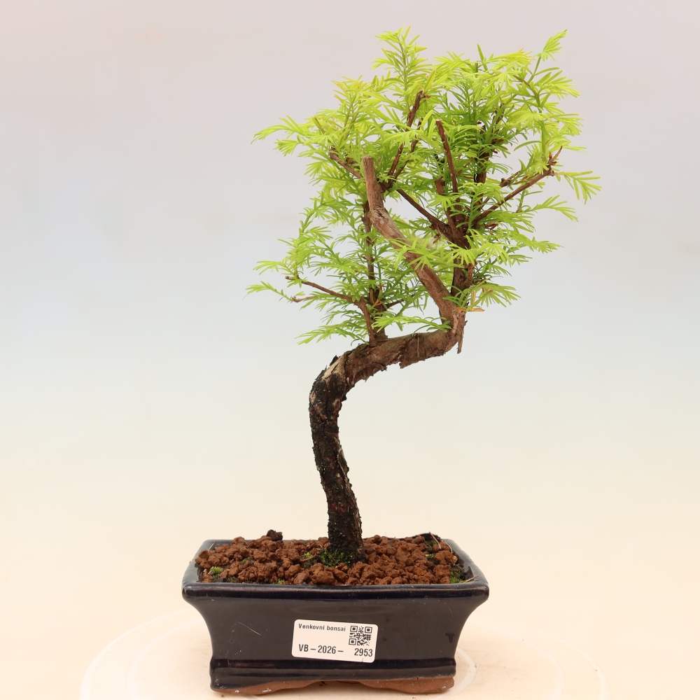 Outdoor bonsai - Metasequoia glyptostroboides - Chinese Metasequoia