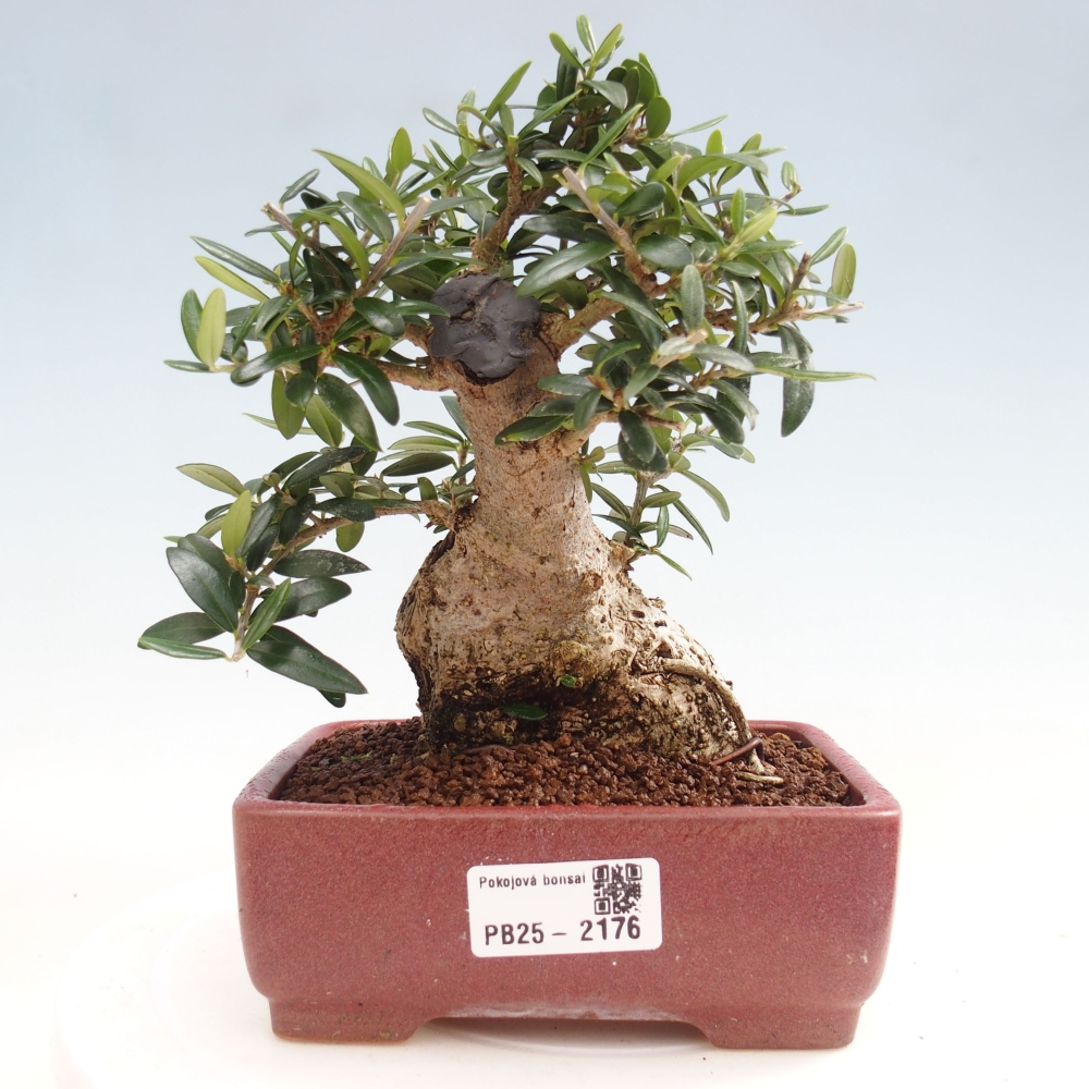 Indoor bonsai - Olea europaea sylvestris - European small-leaved olive oil