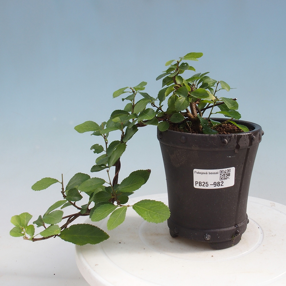 Indoor bonsai - Grewia occidentalis - Lavender star