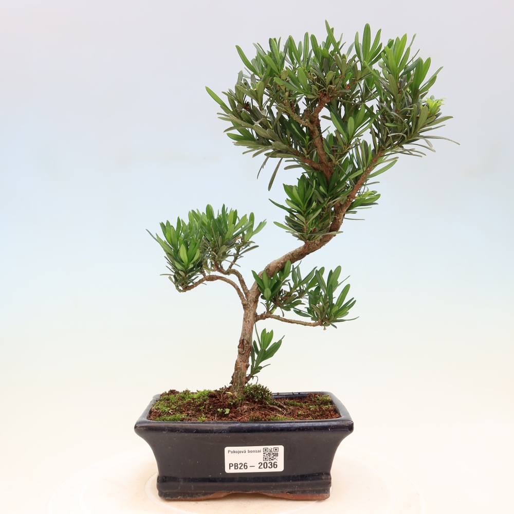 Room bonsai - Podocarpus - Stone Yew