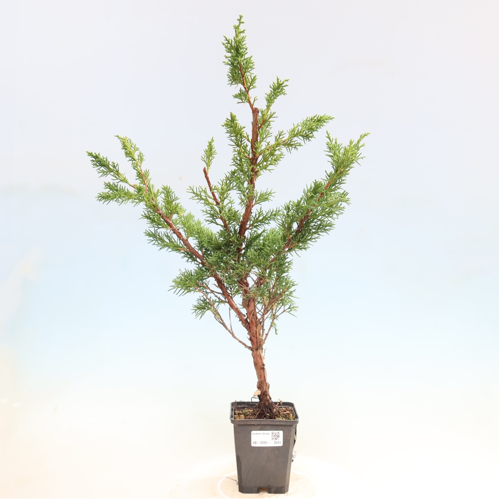Outdoor bonsai - Juniperus chinensis Kishu