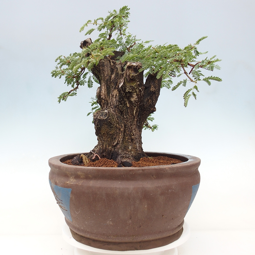 Indoor bonsai - Akacia Arabica