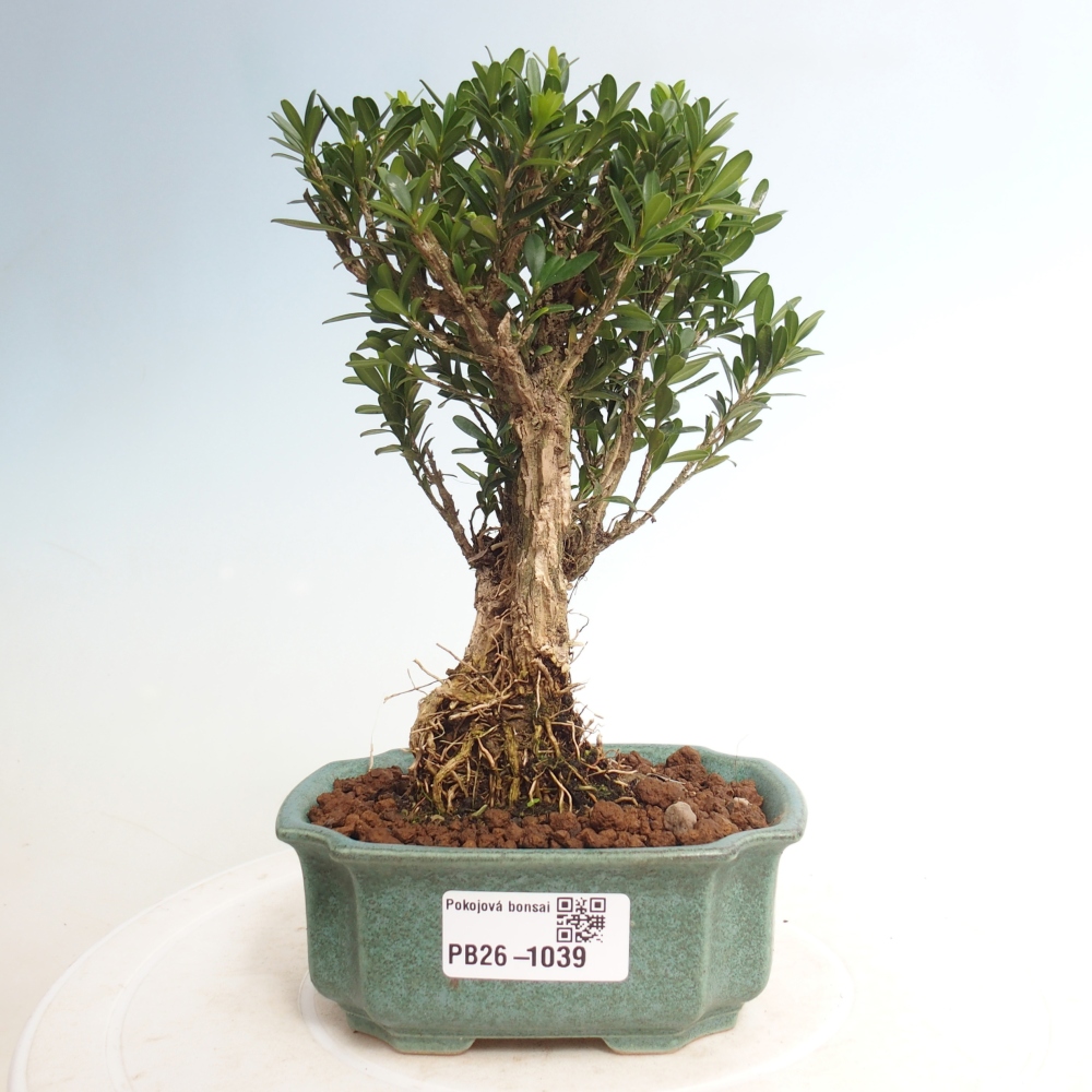 Room bonsai - Buxus harlandii - cork buxus