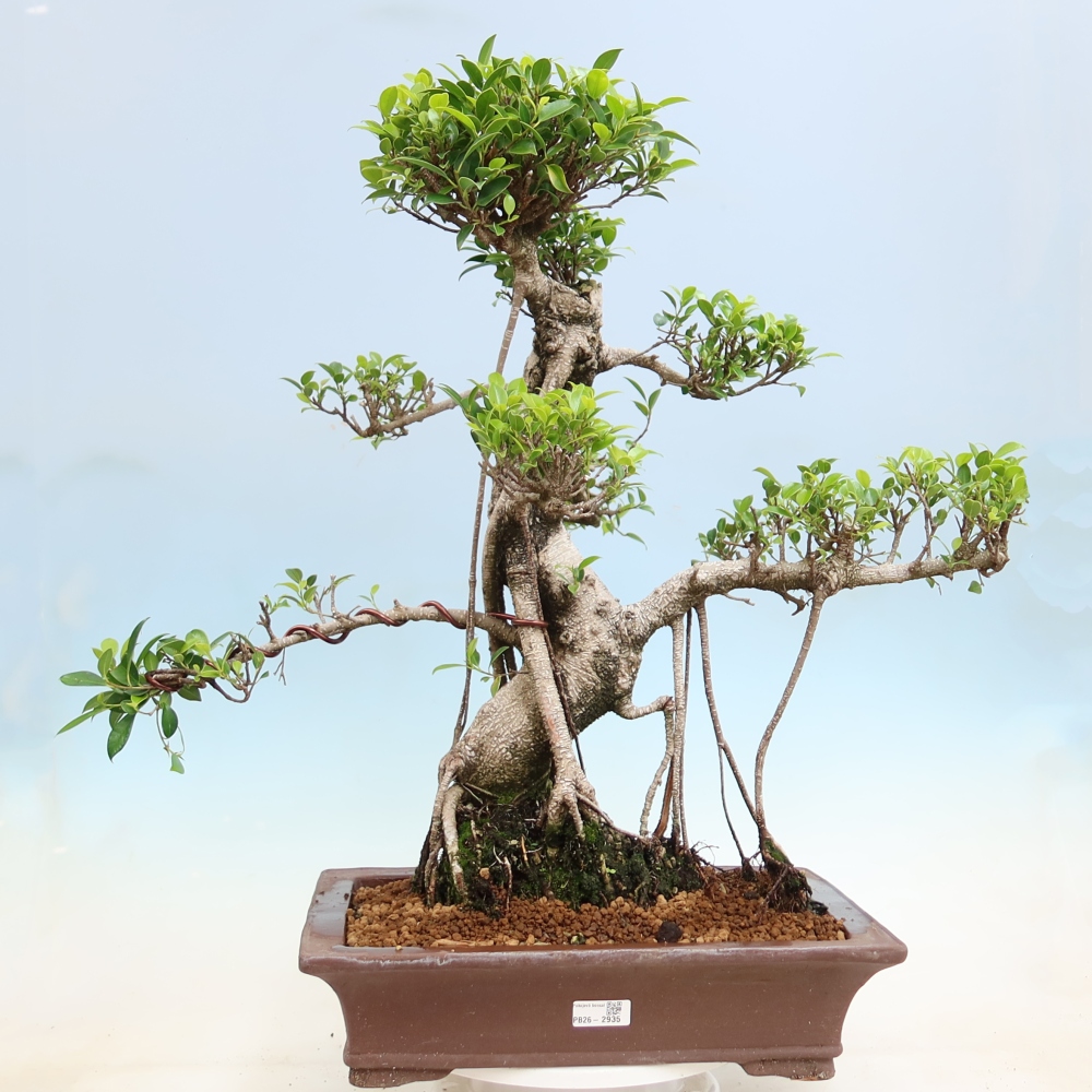 Room bonsai - Ficus kimmen - small-leaved ficus