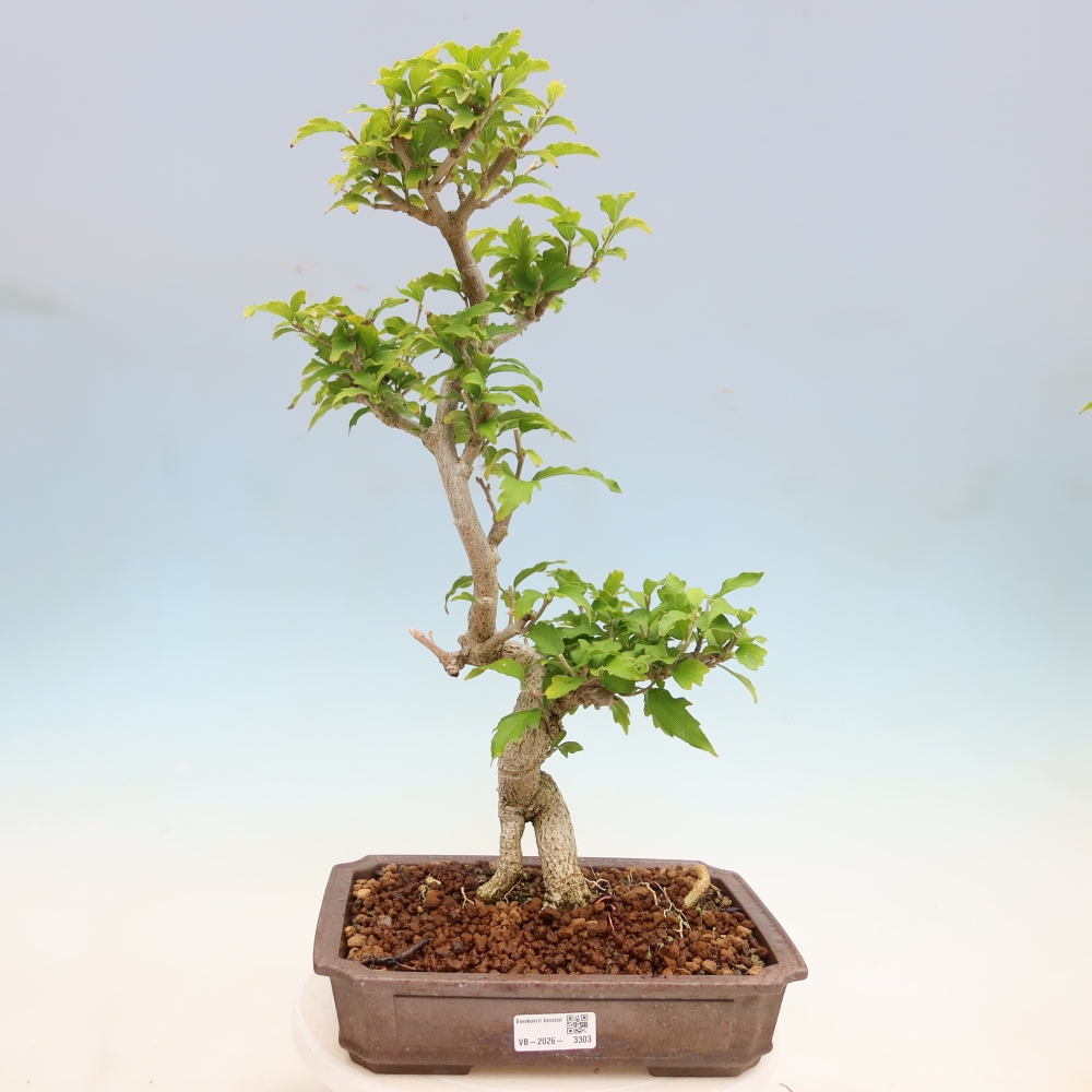 Outdoor Bonsai - Hibiscus syriacus - Syrian Hibiscus