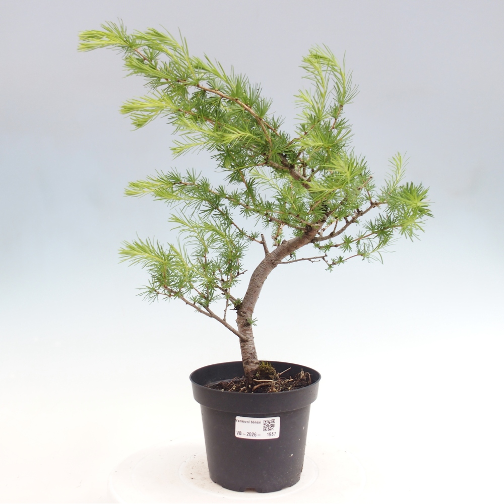 Outdoor bonsai -Larix decidua - Larch