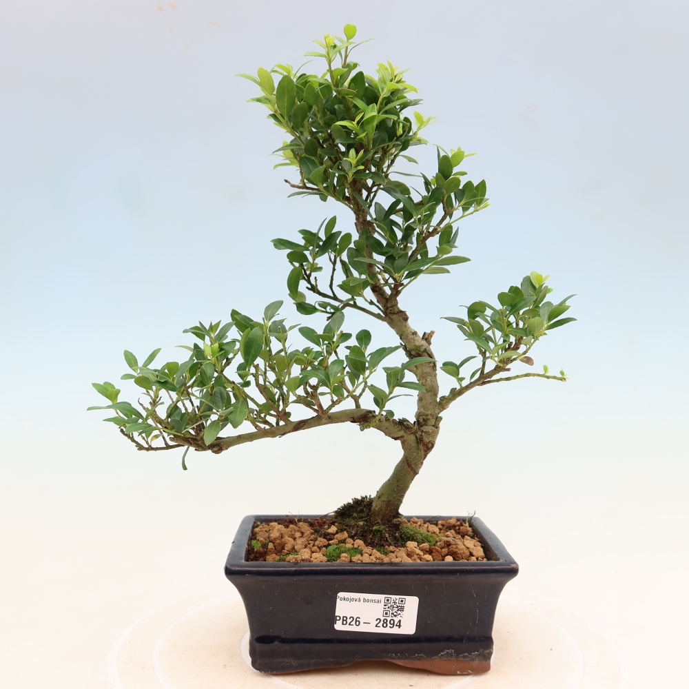 Room bonsai - Ilex crenata - Holly