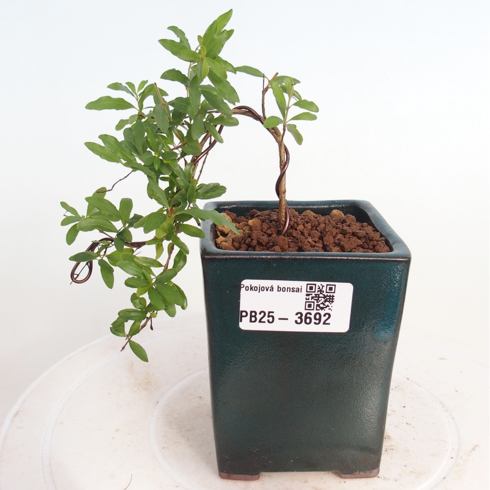 Room bonsai-PUNICA granatum nana-Granate apple