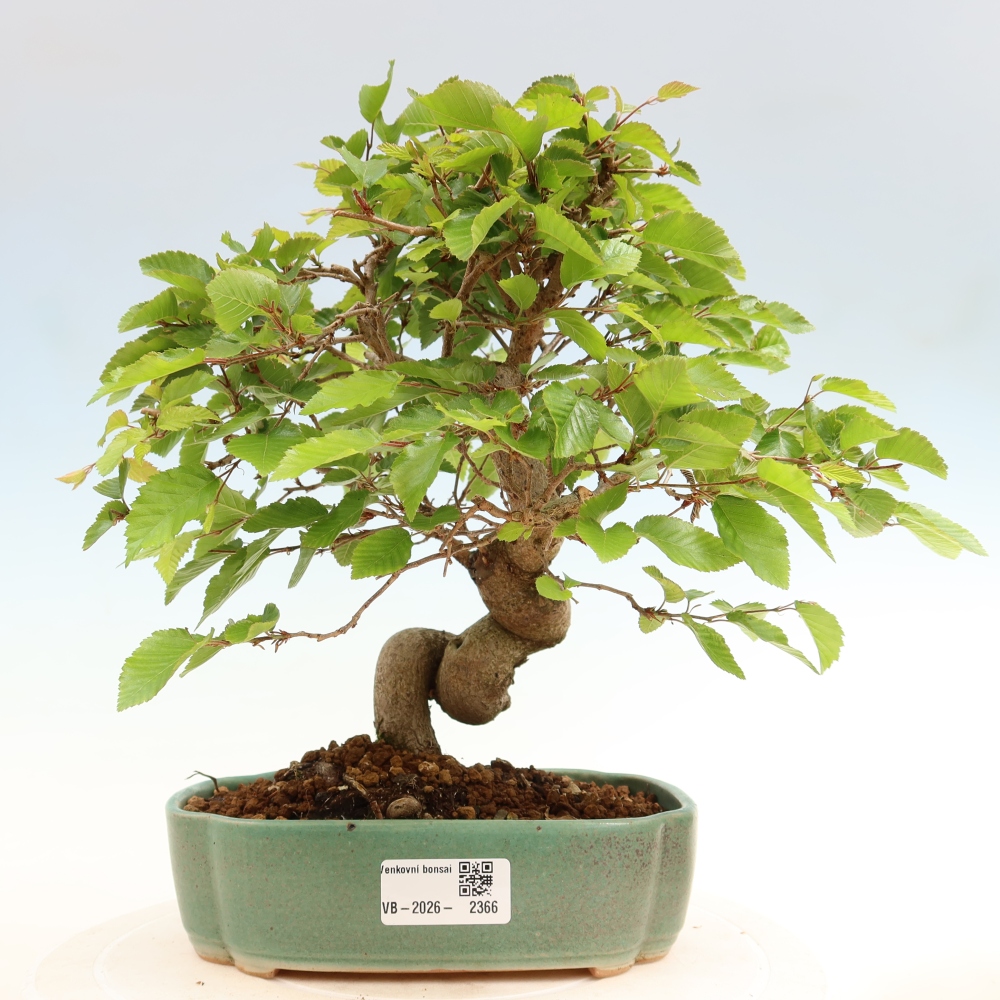 Outdoor bonsai -Carpinus coreana - Korean Hornbeam
