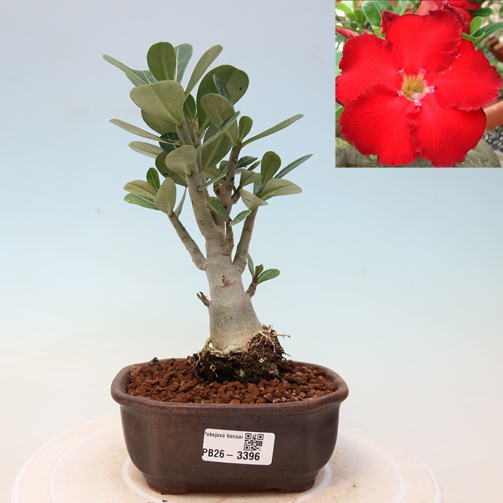 Indoor Bonsai - Adenium obesum Red Star - Desert Rose