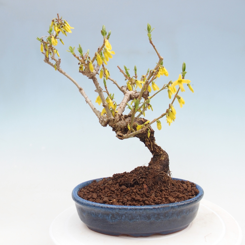 Outdoor bonsai - Zlatice - Forsythia koreana