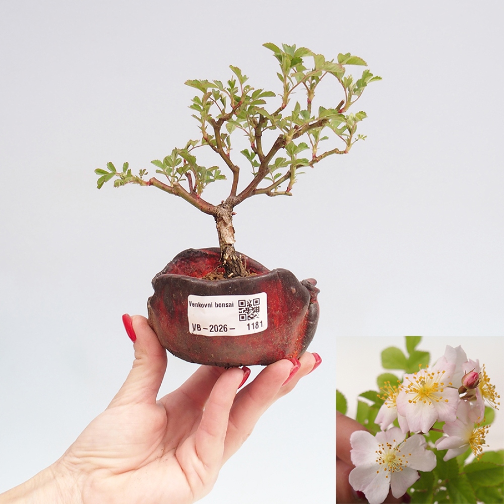 Outdoor bonsai - Rosa sp. - small-flowered rose