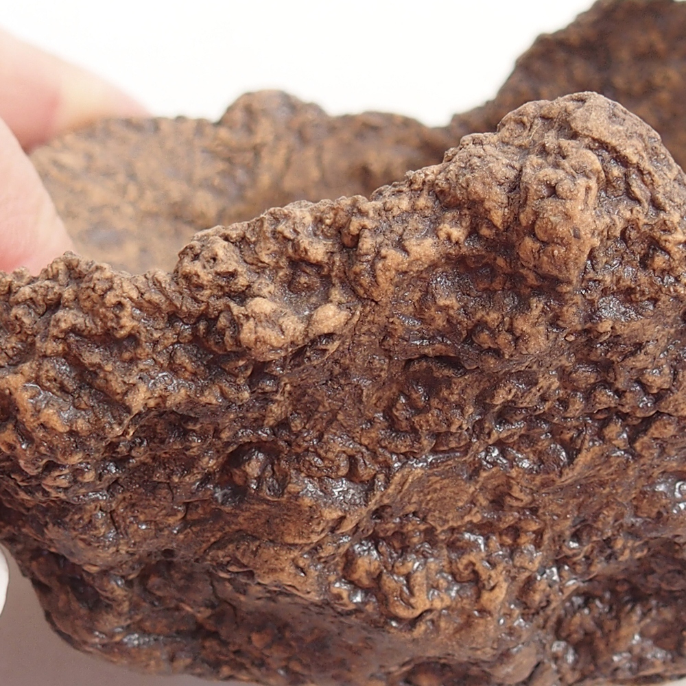 Ceramic Shell 10 x 8 x 9 cm , colour brown