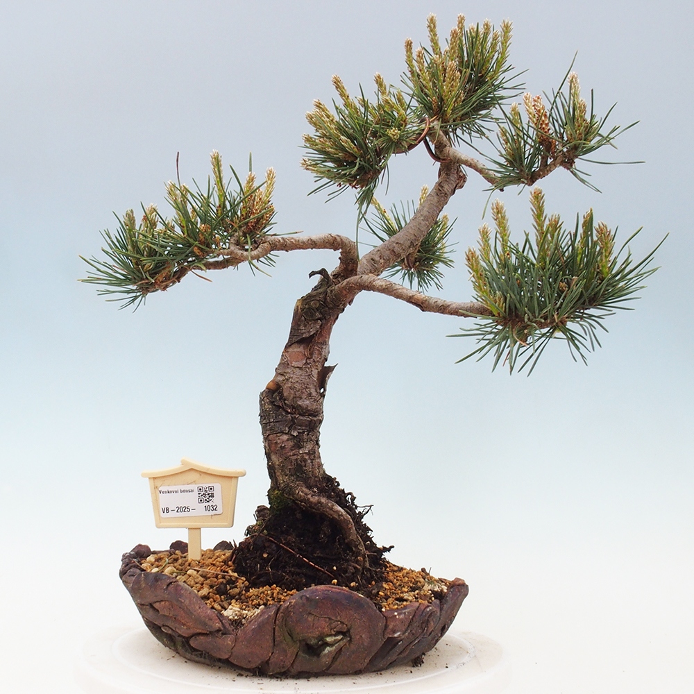 Outdoor bonsai - Pinus Sylvestris - Scots pine